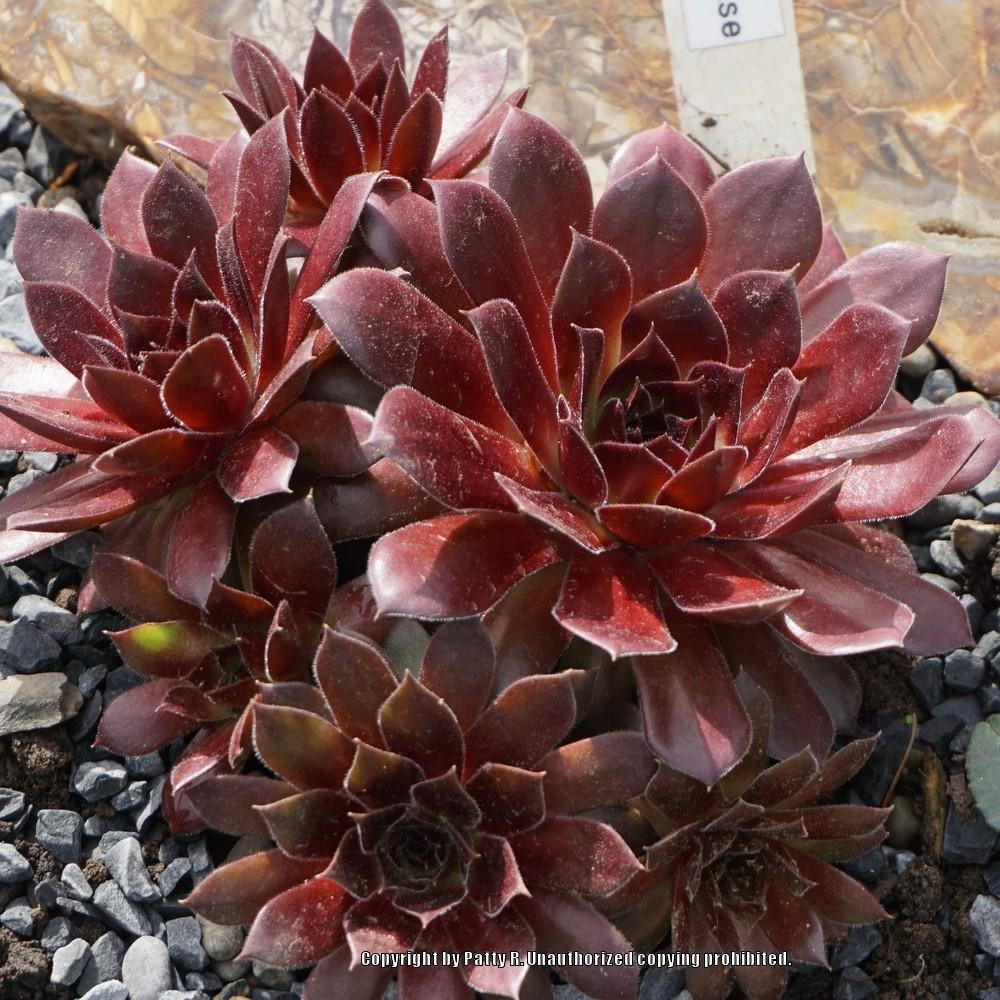 Photo of Hen and Chicks (Sempervivum 'Pacific Red Rose') uploaded by Patty