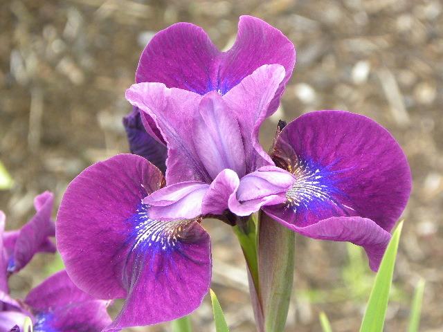 Photo of Siberian Iris (Iris 'Burgundy Fireworks') uploaded by SassyCat
