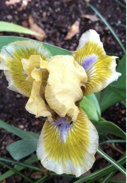 Photo of Standard Dwarf Bearded Iris (Iris 'Little Sighs') uploaded by grannysgarden