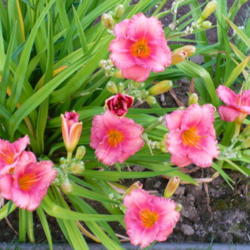 Location: Nora's Garden - Castlegar BC 
Date: 2014-07-19
 Continual bloom