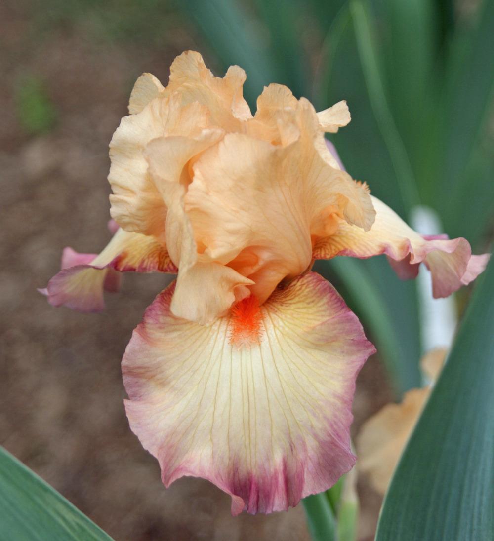 Photo of Tall Bearded Iris (Iris 'Come to Order') uploaded by Snork