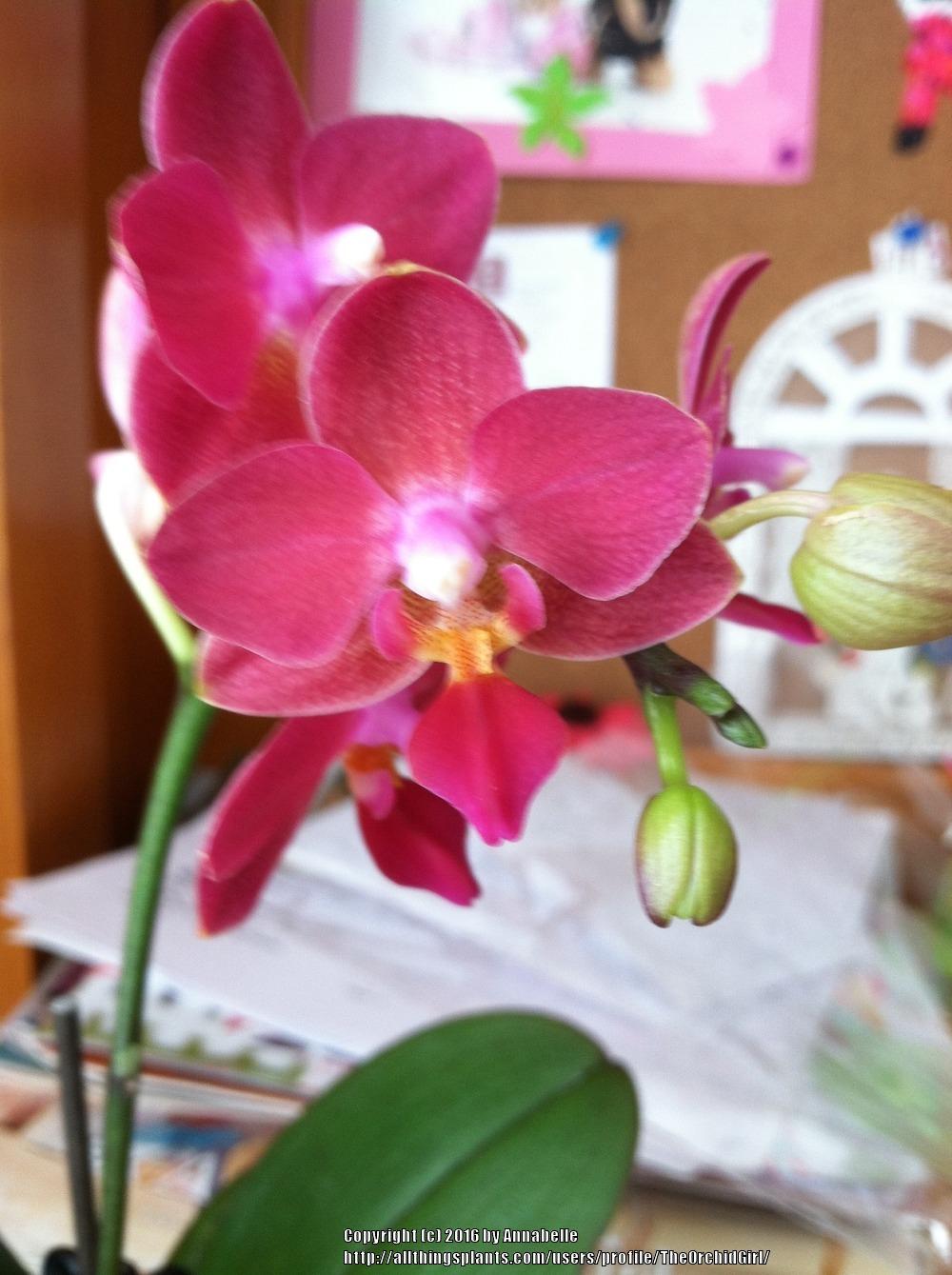 Photo of Moth Orchid (Phalaenopsis) uploaded by TheOrchidGirl