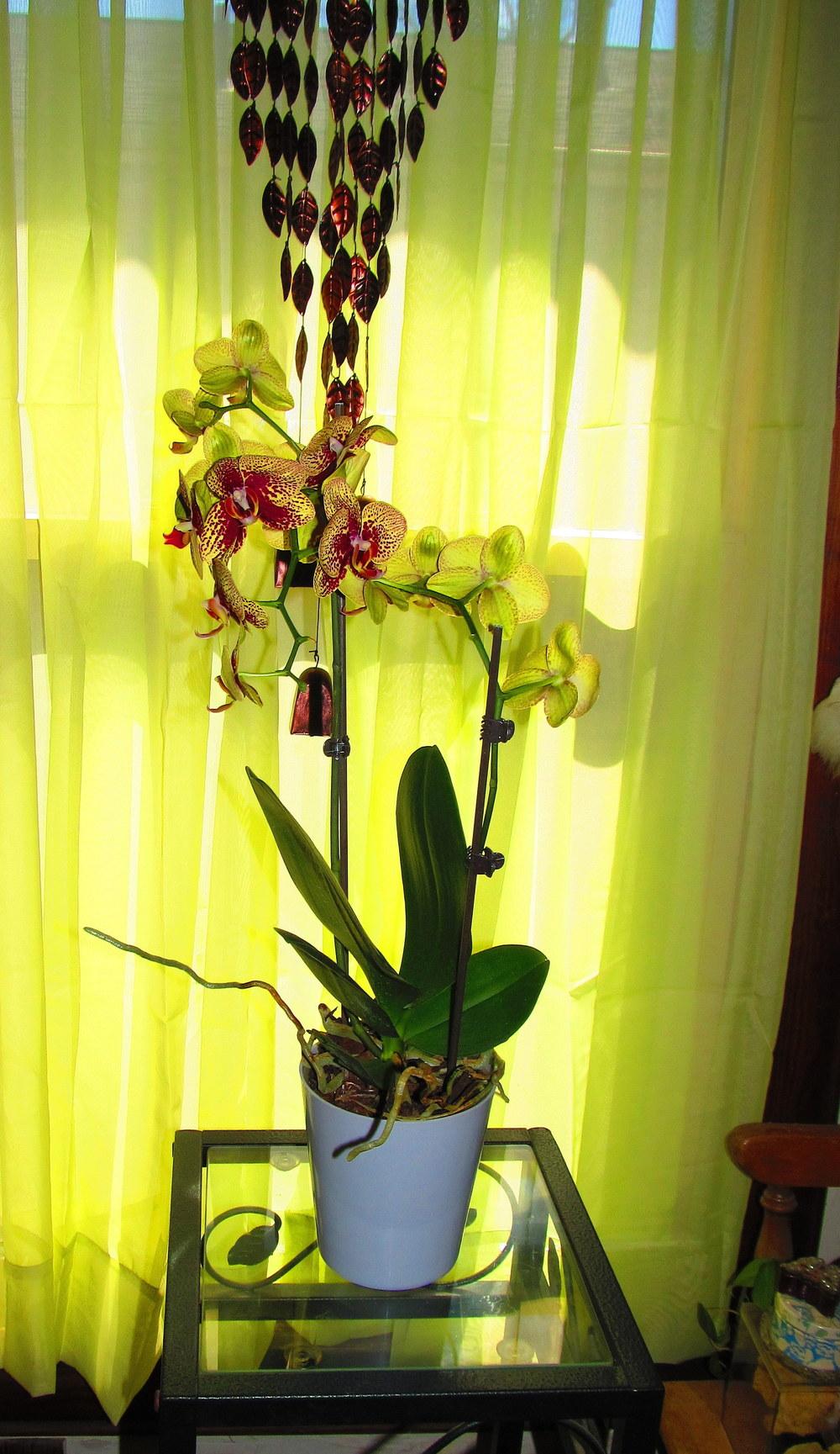 Photo of Moth Orchid (Phalaenopsis) uploaded by jmorth