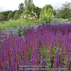 Location: RHS Harlow Carr, Yorkshire, UK
Date: 2014-07-04