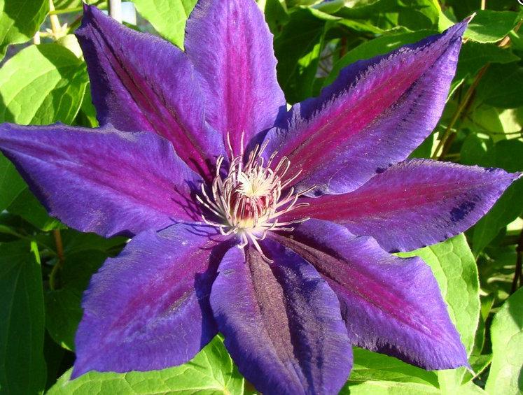 Photo of Clematis 'Hania' uploaded by Calif_Sue