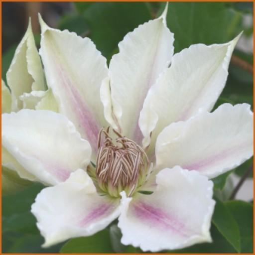 Photo of Clematis Corinne™ uploaded by Calif_Sue