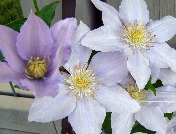 Photo of Clematis Chelsea™ uploaded by Calif_Sue