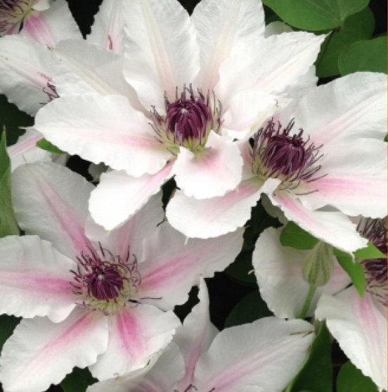 Photo of Clematis The Countess of Wessex™ uploaded by Calif_Sue