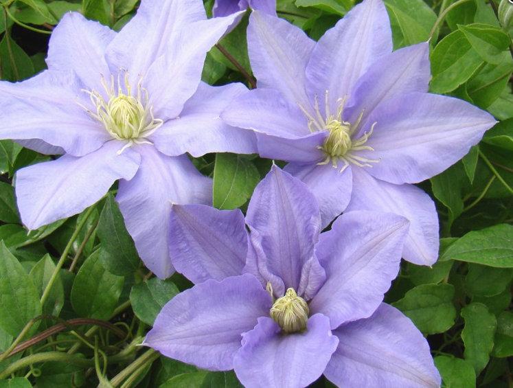 Photo of Clematis Cezanne™ uploaded by Calif_Sue