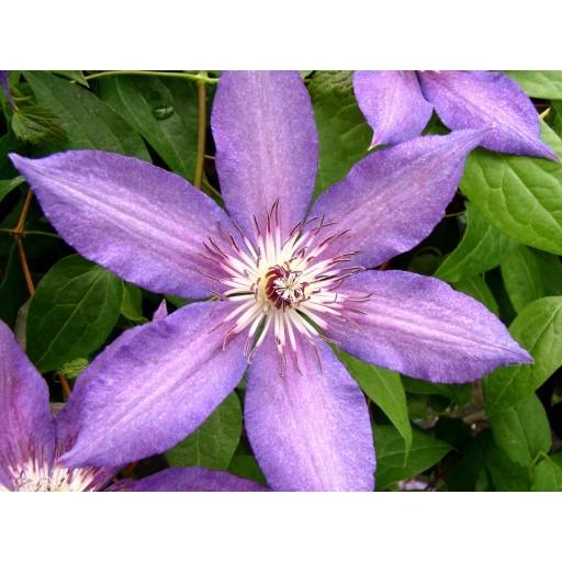 Photo of Clematis 'Kathleen Dunford' uploaded by Calif_Sue
