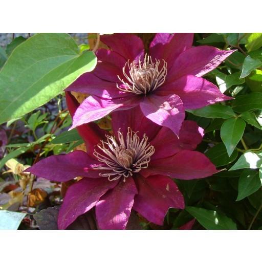 Photo of Clematis Picardy™ uploaded by Calif_Sue