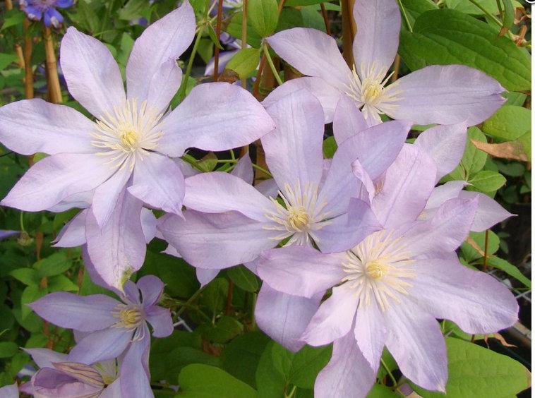 Photo of Clematis 'Proteus' uploaded by Calif_Sue