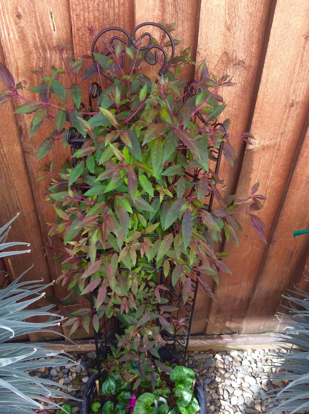 Photo of Fuchsia 'Porphyrio' uploaded by Drofplants