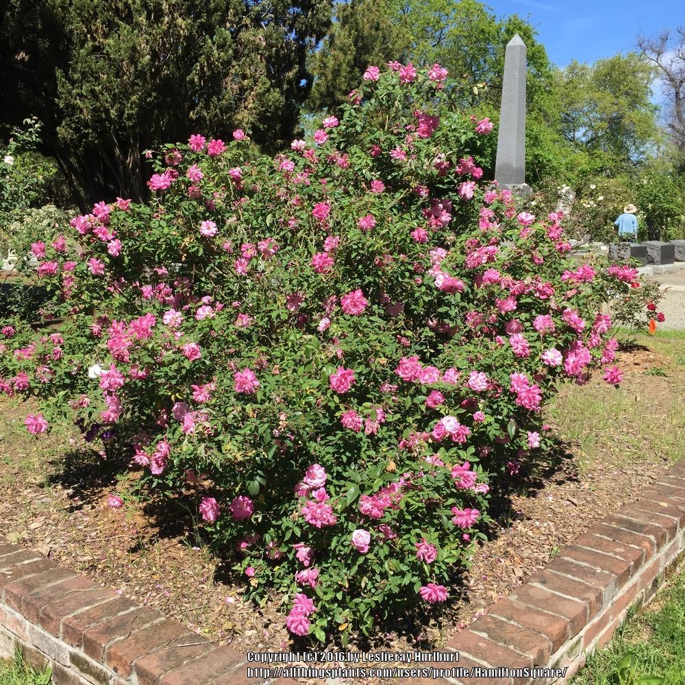 Photo of Rose (Rosa 'Old Blush') uploaded by HamiltonSquare