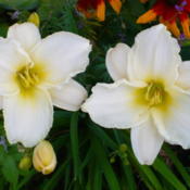 Fell in love with this daylily from Charlotte's own photo on her 