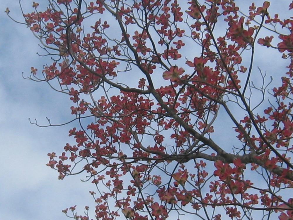 Photo of Pink Flowering Dogwood (Cornus florida 'Rubra') uploaded by Hemophobic