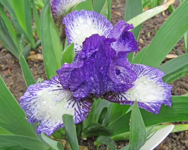 Photo of Standard Dwarf Bearded Iris (Iris 'Little Stitches') uploaded by Lestv