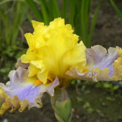 Location: Wildwood Gardens, Molalla, OR.
Date: 2015-05-21
AIS National Convention, Portland, OR -- Iris in Wonderland 2015