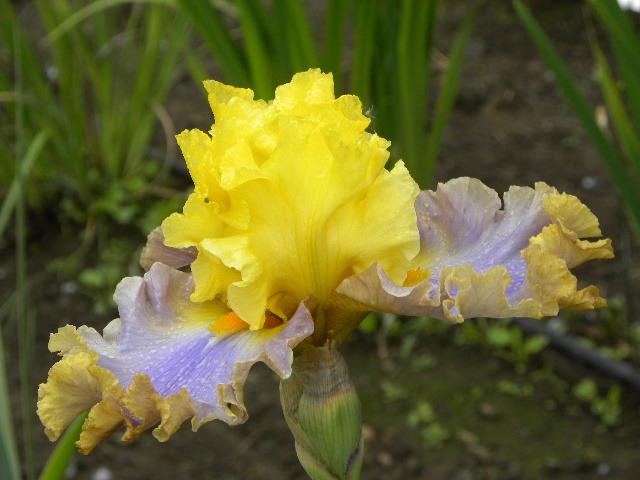 Photo of Tall Bearded Iris (Iris 'Catwalk Queen') uploaded by SassyCat