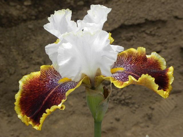 Photo of Tall Bearded Iris (Iris 'Carousel of Dreams') uploaded by SassyCat