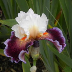 Location: Schreiner's Iris Garden, Salem, OR.
Date: 2015-05-22
AIS National Convention, Portland, OR -- Iris in Wonderland 2015