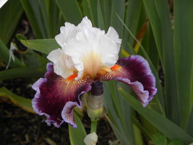 Photo of Tall Bearded Iris (Iris 'Care To Dance') uploaded by SassyCat