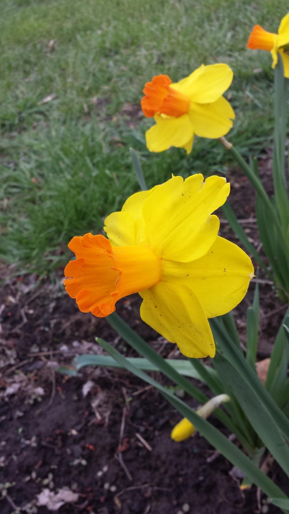 Photo of Trumpet Daffodil (Narcissus 'Classic Garden') uploaded by gemini_sage