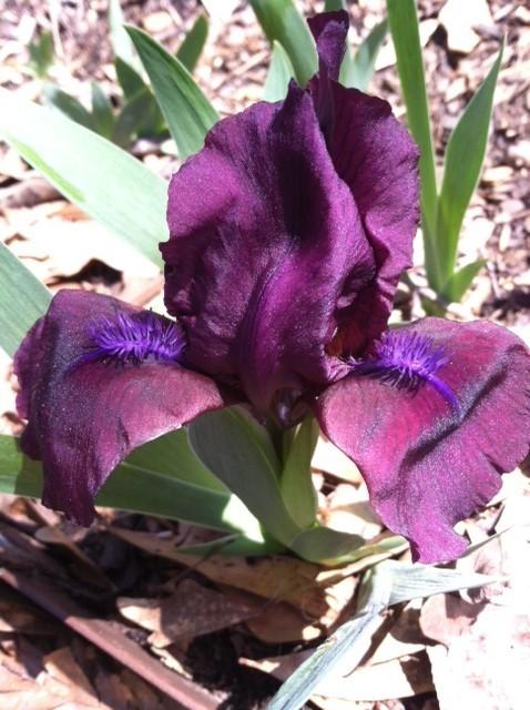 Photo of Standard Dwarf Bearded Iris (Iris 'Cherry Garden') uploaded by grannysgarden