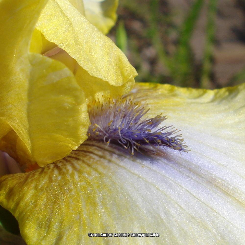 Photo of Intermediate Bearded Iris (Iris 'Abbey Chant') uploaded by lovemyhouse