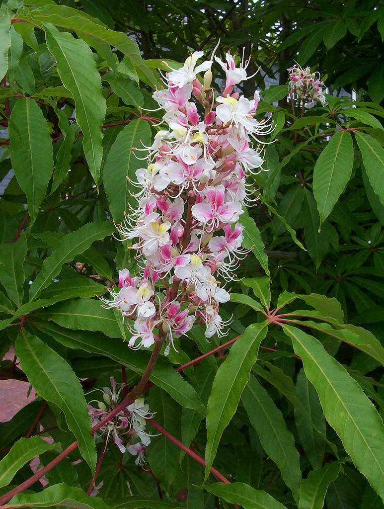 Photo of Indian Horse Chestnut (Aesculus indica) uploaded by robertduval14