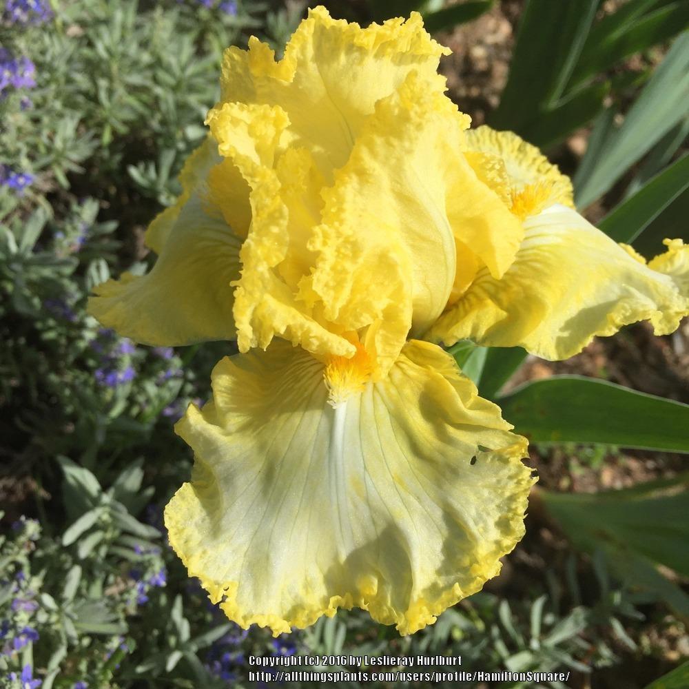 Photo of Irises (Iris) uploaded by HamiltonSquare