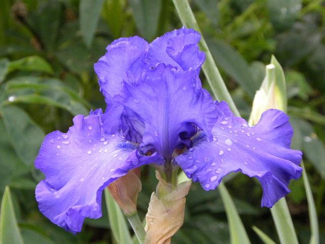 Photo of Tall Bearded Iris (Iris 'Change in the Weather') uploaded by SassyCat
