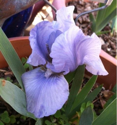 Photo of Miniature Dwarf Bearded Iris (Iris 'Sleepy Time') uploaded by grannysgarden