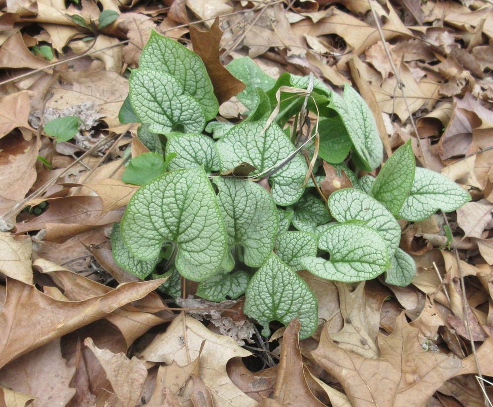 Photo of Silver Siberian bugloss (Brunnera macrophylla 'Jack Frost') uploaded by greenthumb99