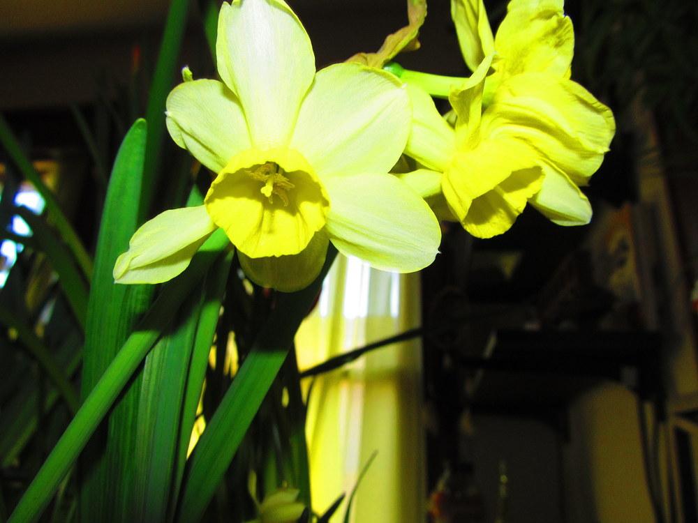 Photo of Triandrus Daffodil (Narcissus 'Stint') uploaded by jmorth