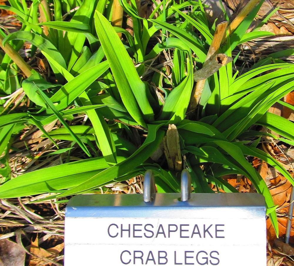 Photo of Daylily (Hemerocallis 'Chesapeake Crablegs') uploaded by jmorth