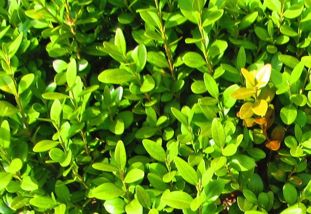 Photo of Boxwood (Buxus 'Green Mountain') uploaded by jmorth