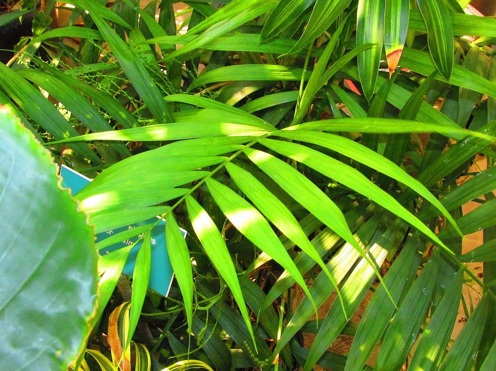 Photo of Parlor Palm (Chamaedorea elegans) uploaded by jmorth
