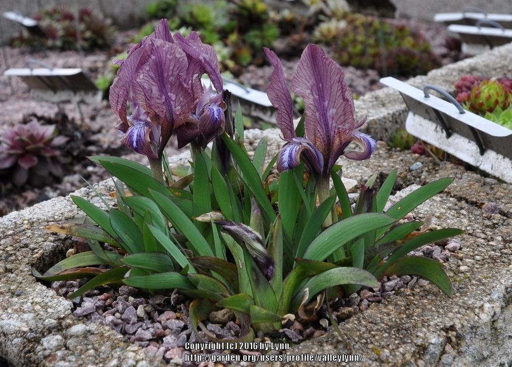 Photo of Species Iris (Iris suaveolens) uploaded by valleylynn
