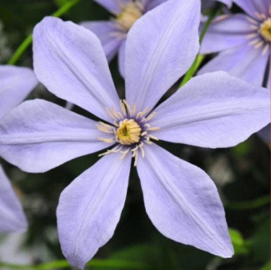Photo of Clematis Sugar-Sweet Blue™ uploaded by Calif_Sue