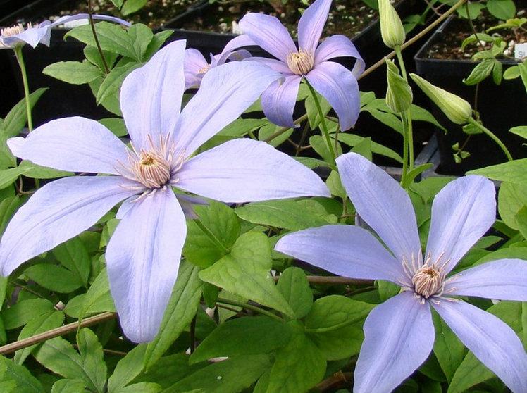Photo of Clematis Sugar-Sweet Blue™ uploaded by Calif_Sue