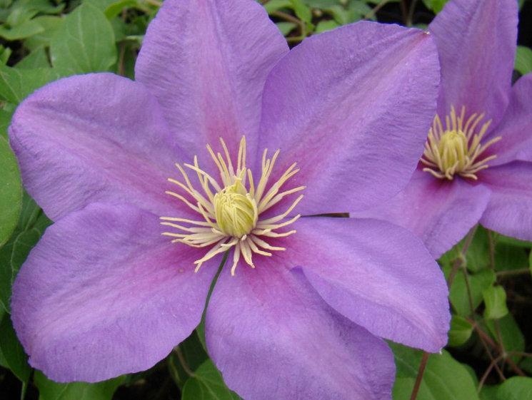 Photo of Clematis 'Twilight' uploaded by Calif_Sue
