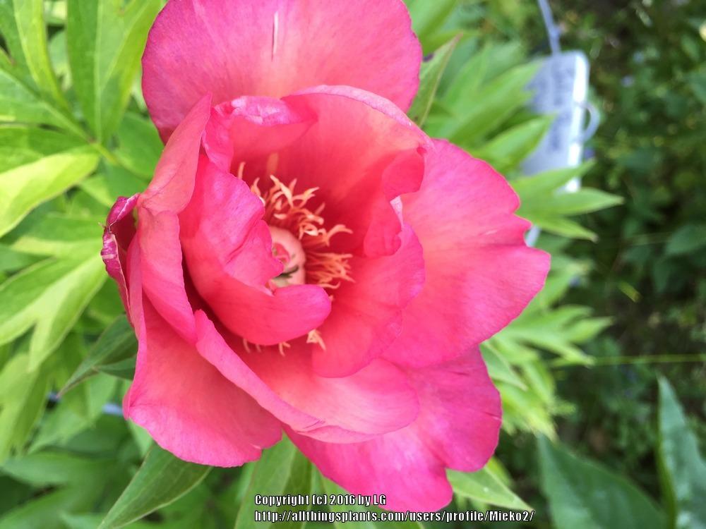 Photo of Intersectional Peony (Paeonia 'Julia Rose') uploaded by Mieko2