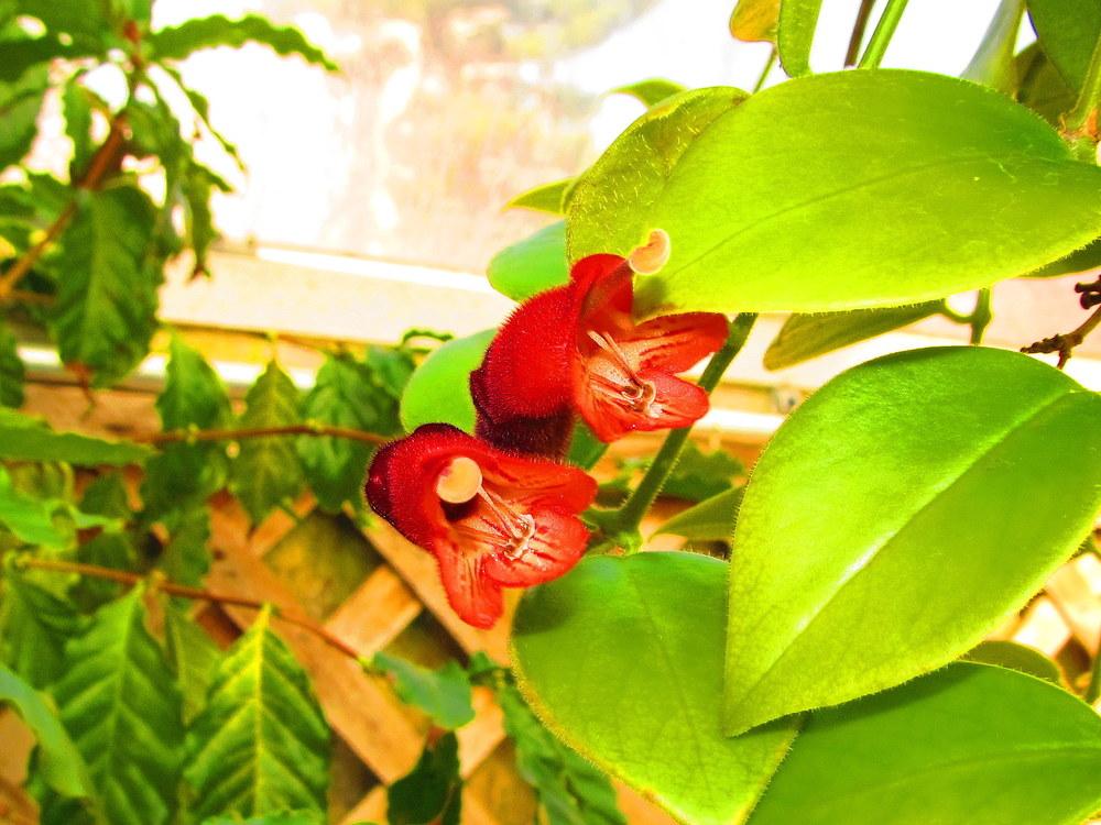 Photo of Lipstick Plant (Aeschynanthus) uploaded by jmorth