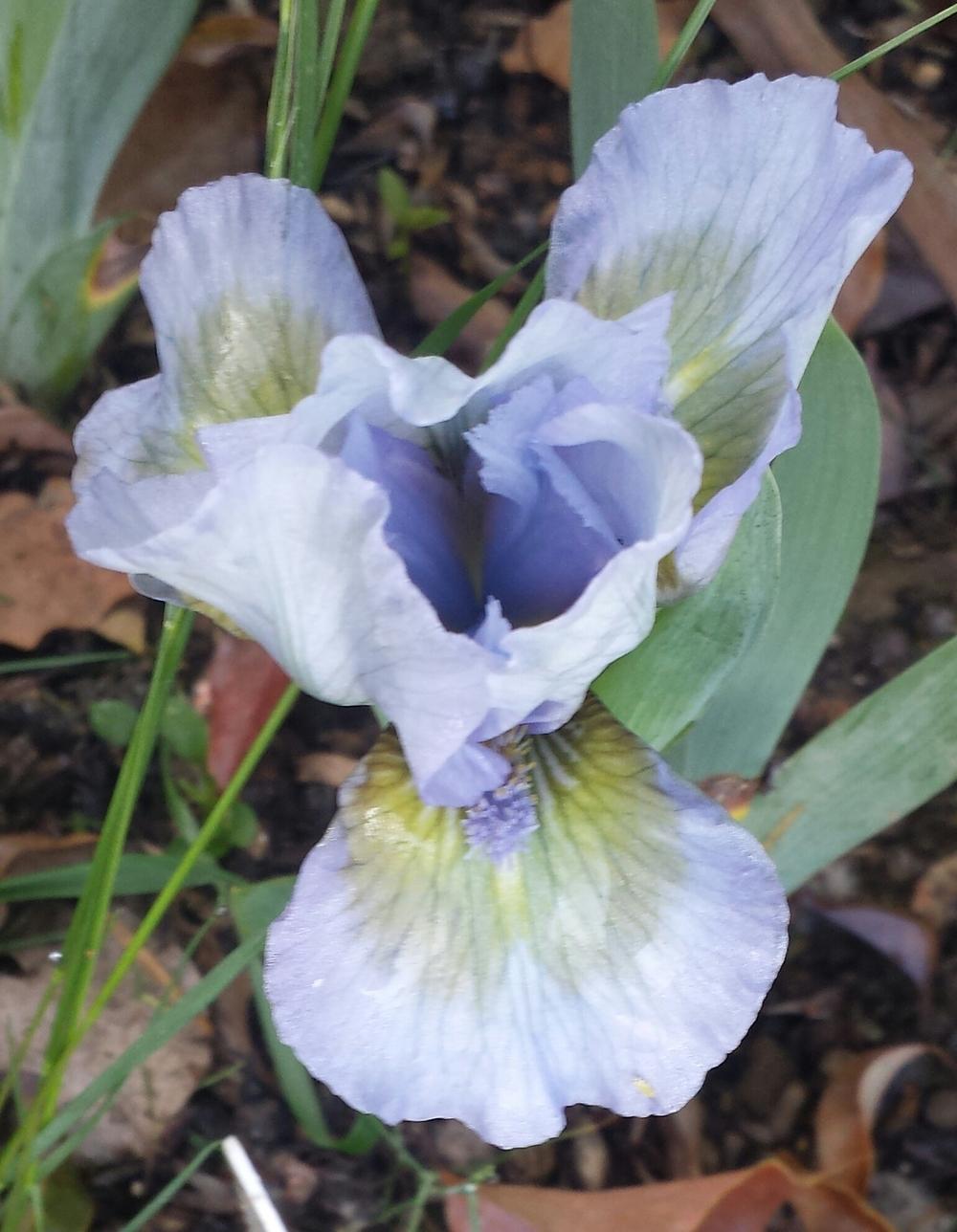 Photo of Standard Dwarf Bearded Iris (Iris 'Green Oasis') uploaded by mesospunky