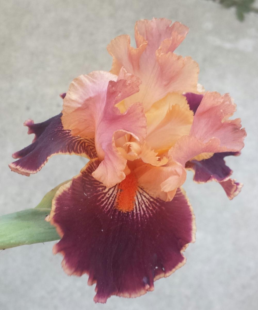 Photo of Tall Bearded Iris (Iris 'Backdraft') uploaded by mesospunky