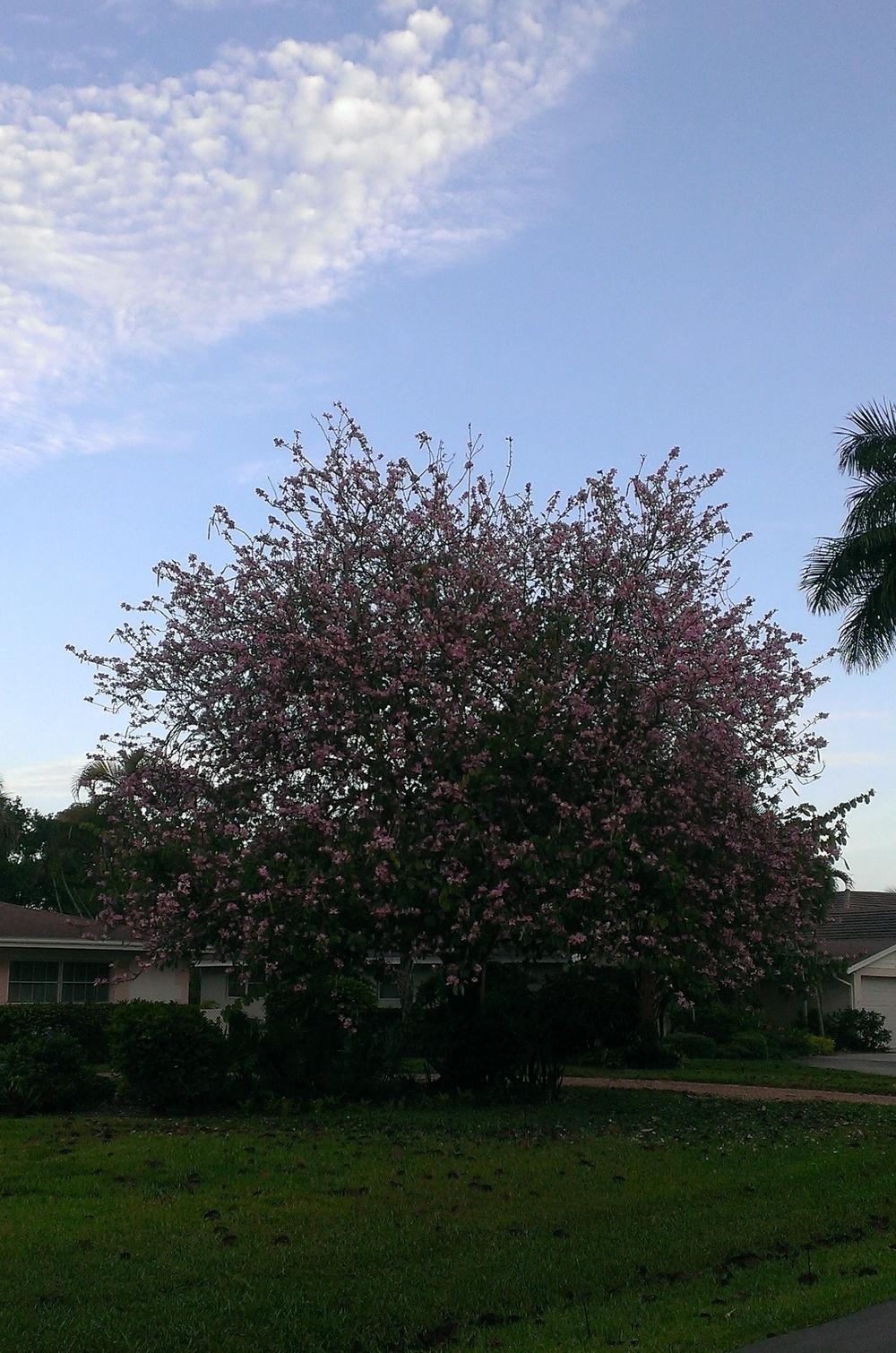 Photo of Orchid Tree (Bauhinia purpurea) uploaded by Dutchlady1