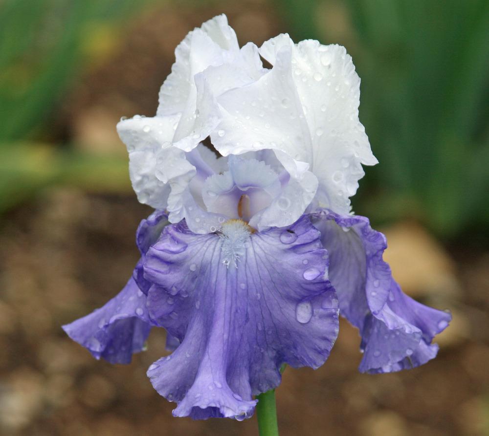 Photo of Tall Bearded Iris (Iris 'Final Countdown') uploaded by Snork