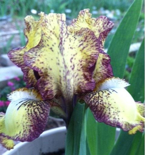 Photo of Standard Dwarf Bearded Iris (Iris 'Kaching') uploaded by grannysgarden