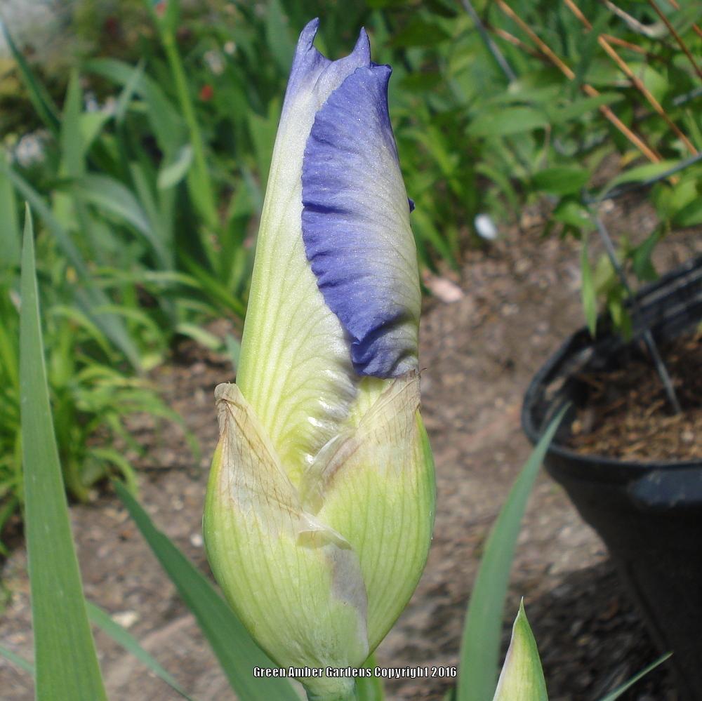 Photo of Tall Bearded Iris (Iris 'Clarence') uploaded by lovemyhouse